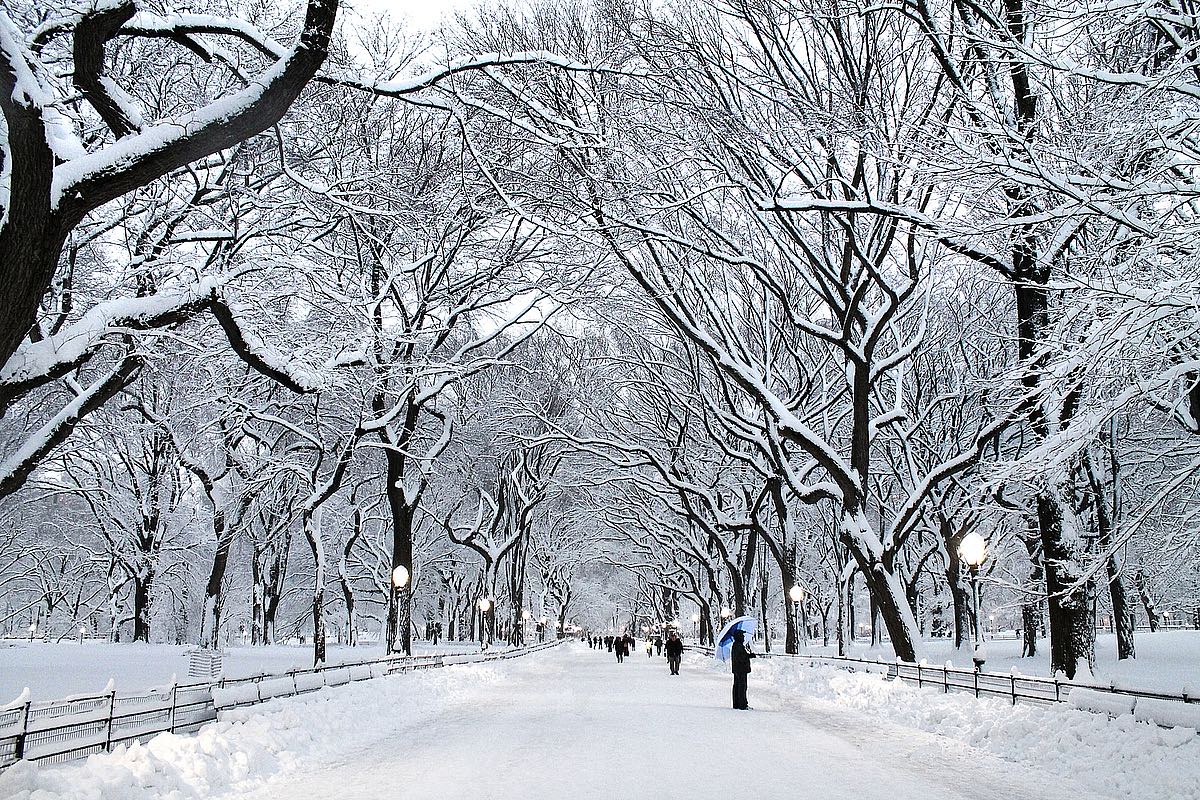 White Wonder