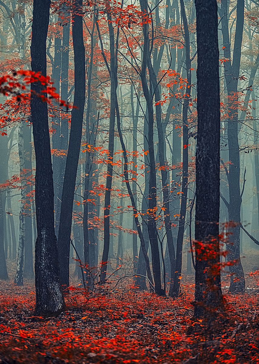 Autumn Forest In the Mist