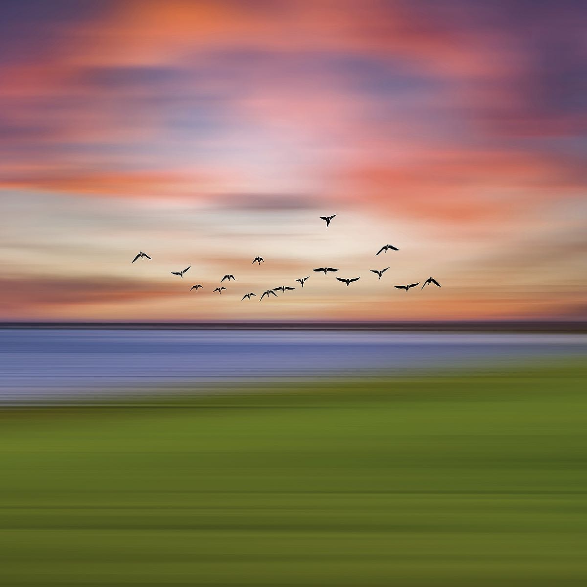 Birds In the Sunset