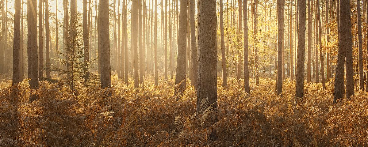 Wyre Forest