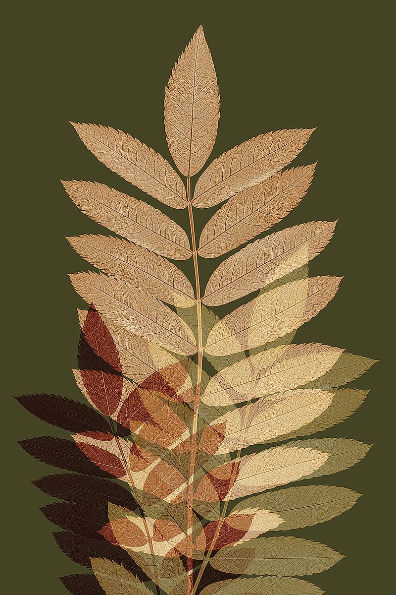 Fall Leaves 2