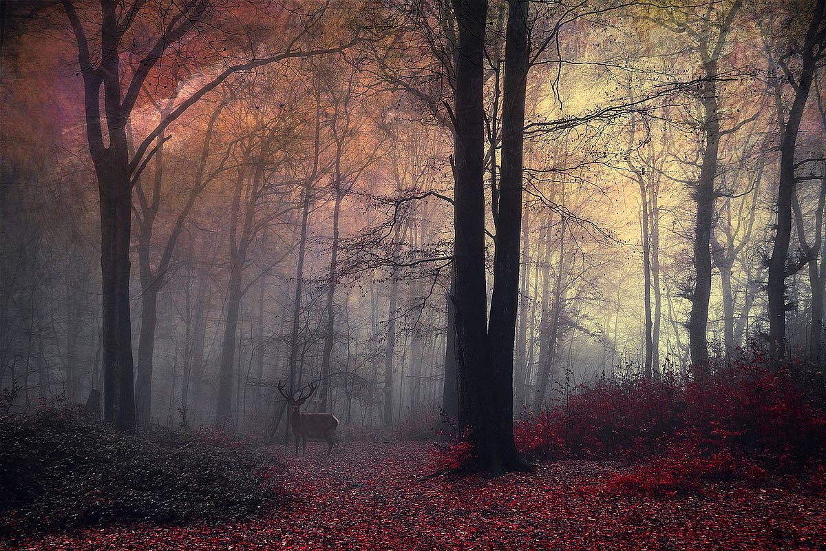 Forest Dream