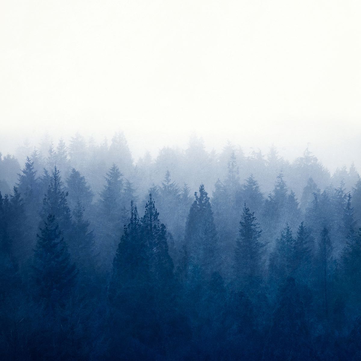 Heart and Soul - Foggy Forest