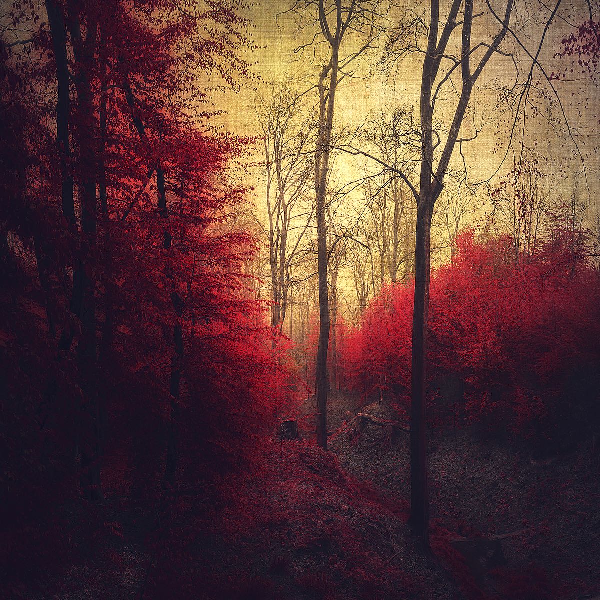 Ruby Red Forest