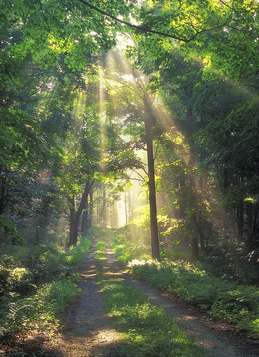 Forest Sunshine