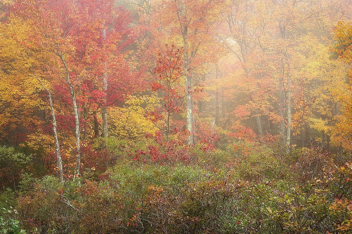 Soft Palette