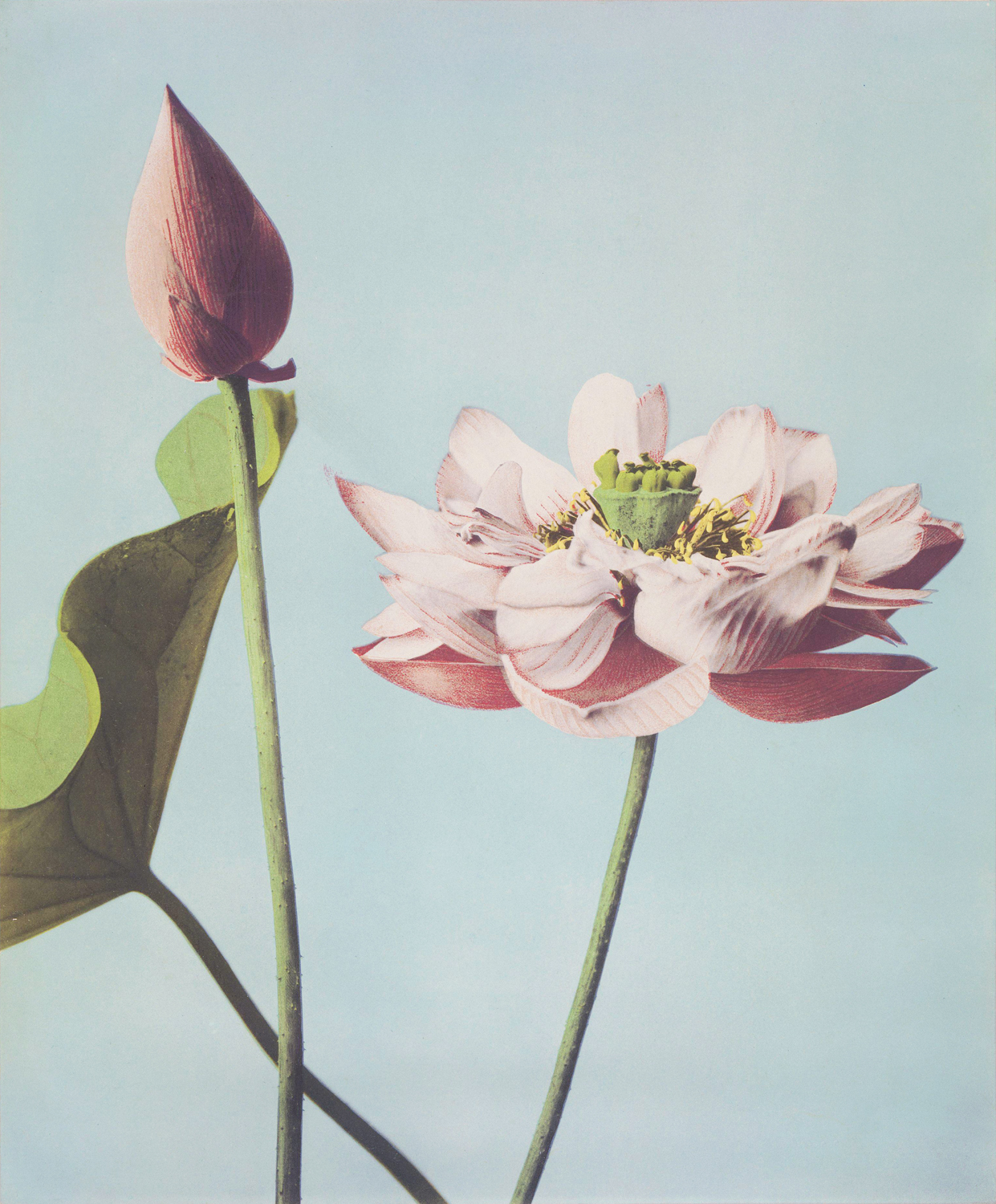 Lotus Flowers, c.late 20th century