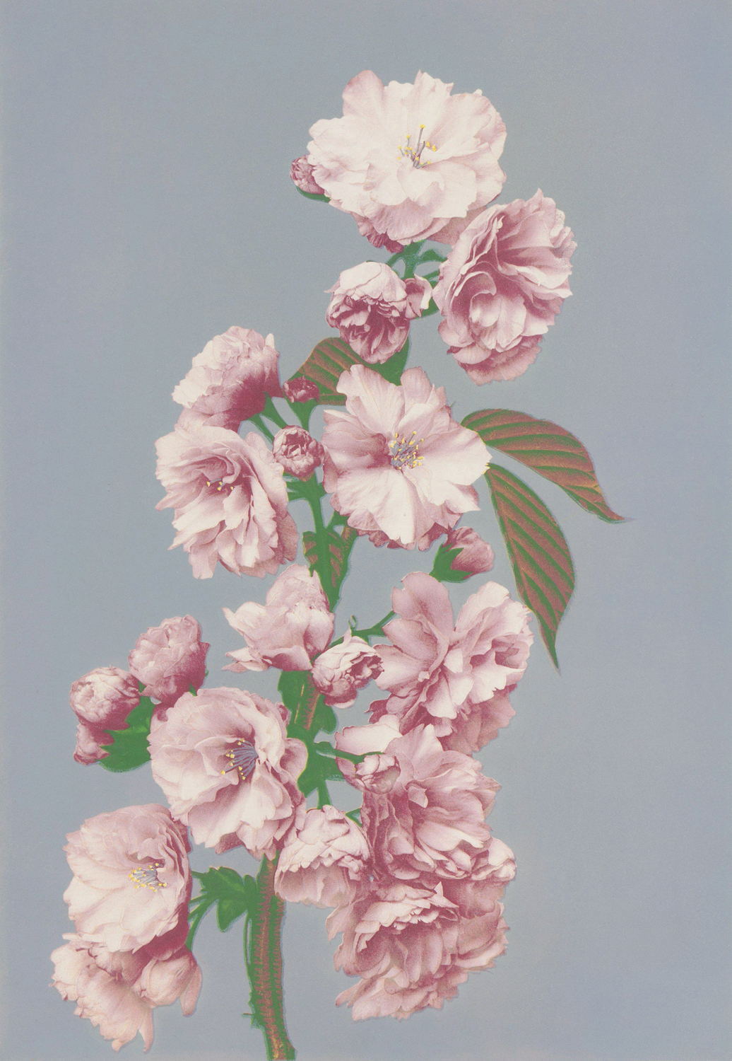 Cherry Blossom, c.late 20th century