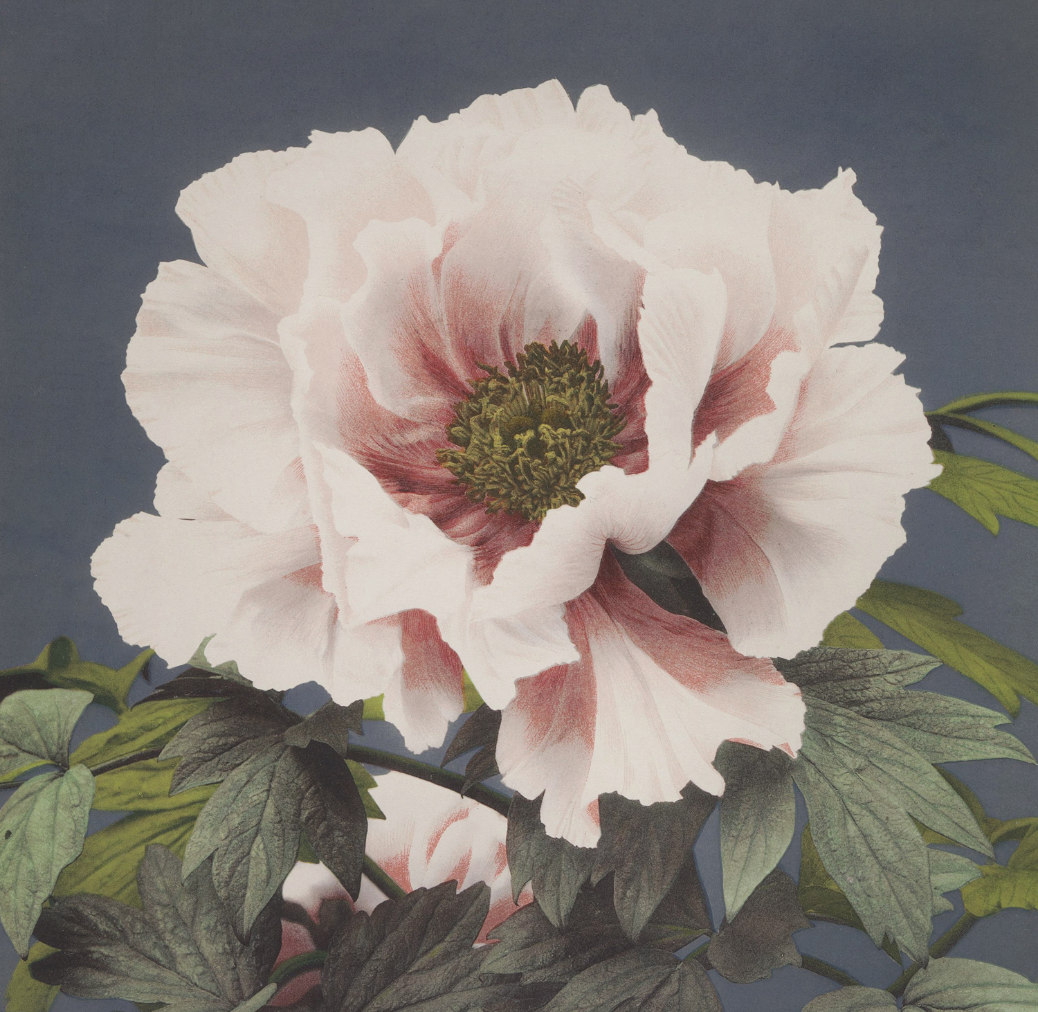 Flower Bloom, c.late 20th century