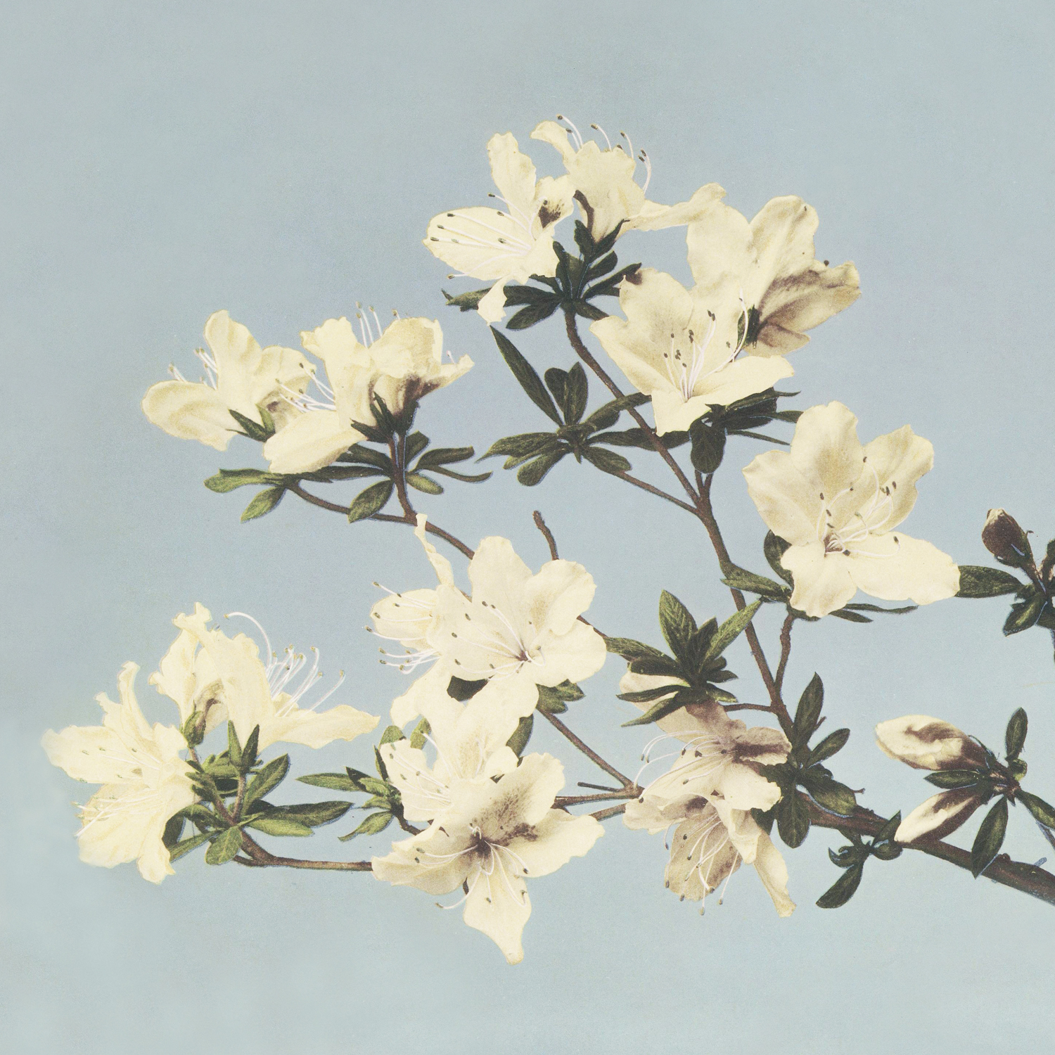 Flower Blossoms, c.late 20th century