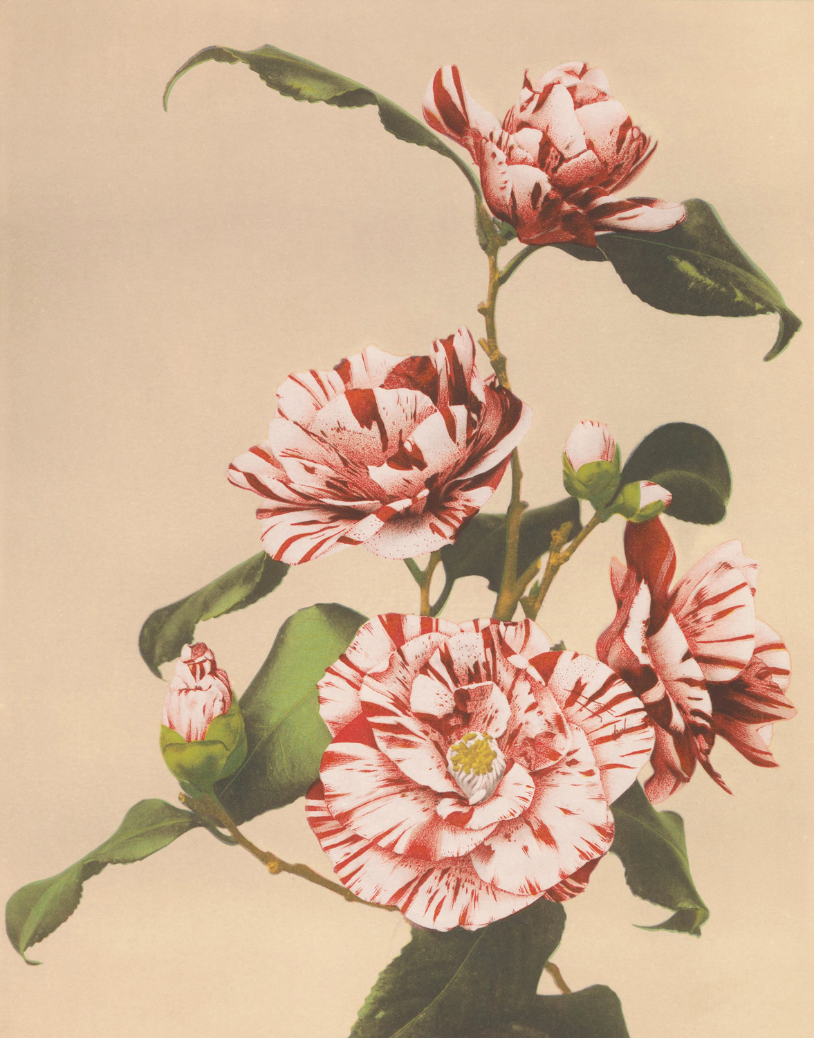 Striped Camelias, c.late 20th century
