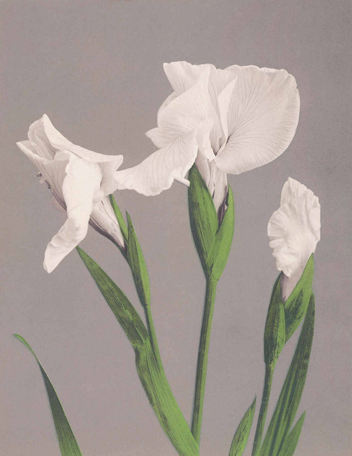 White Irises, c.late 20th century