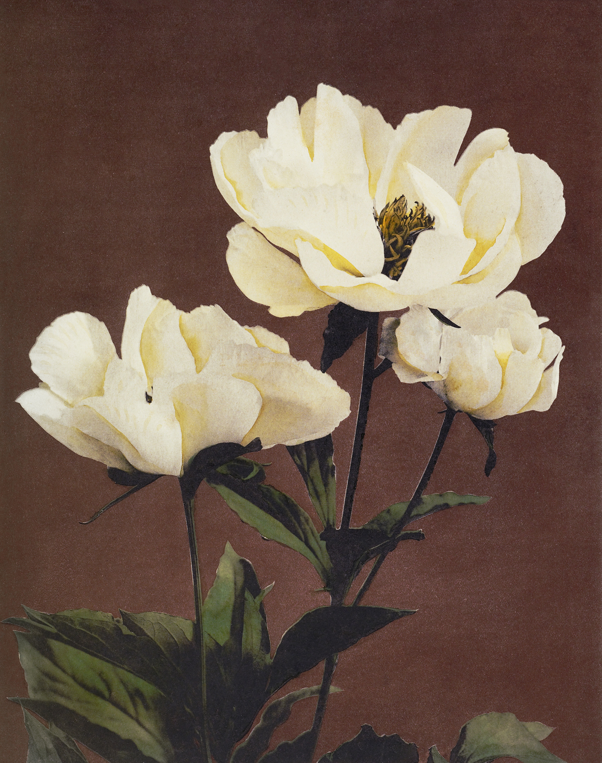 Haerdaceous Peony, 1896