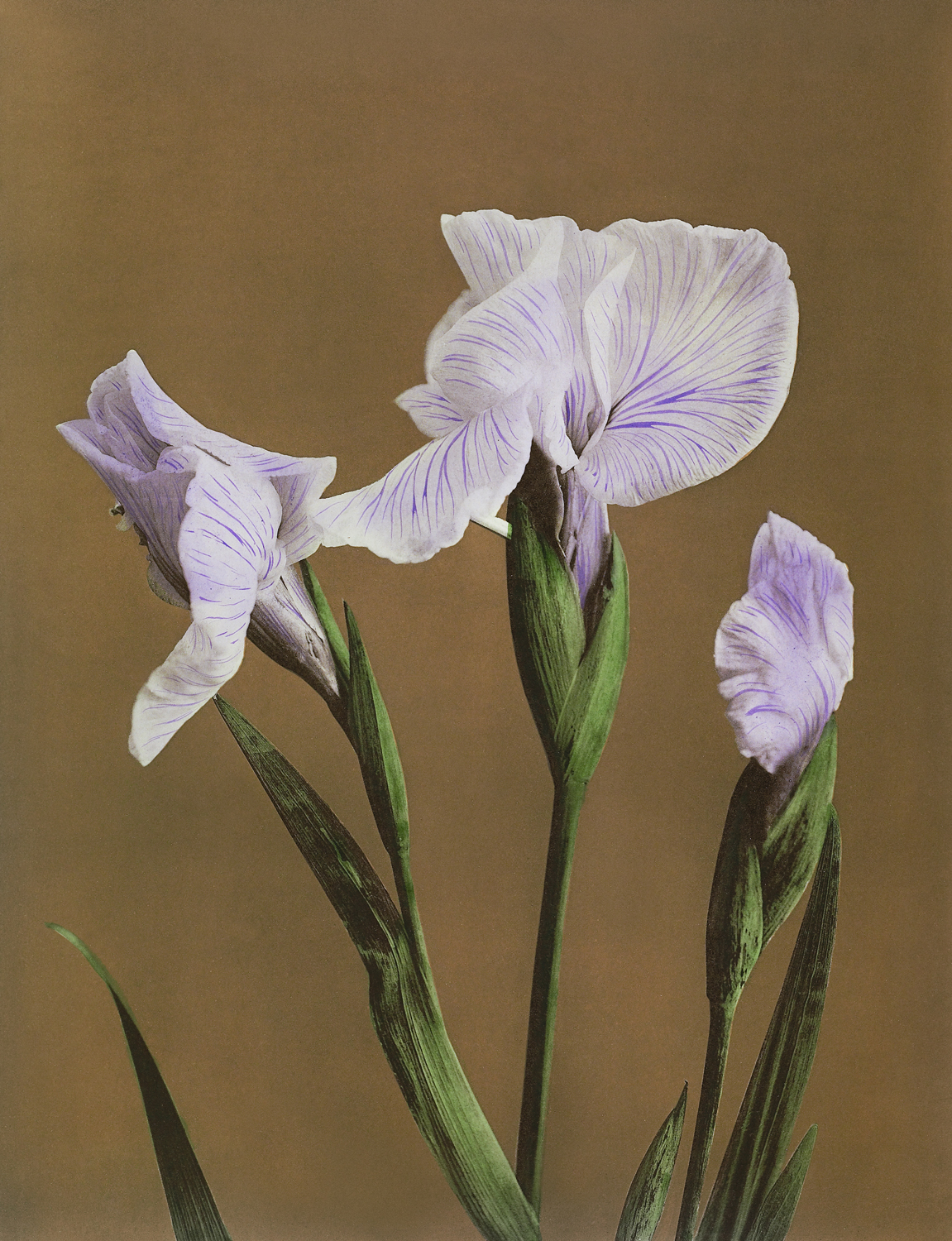 Iris Kaempferi, 1896