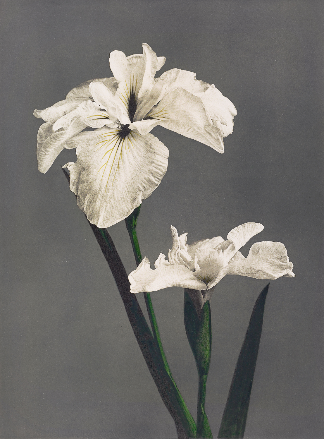 Iris Kaempferi, 1896
