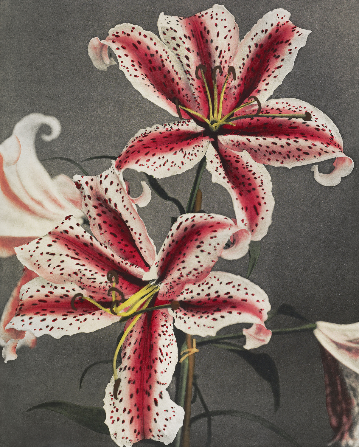 Lily, 1896