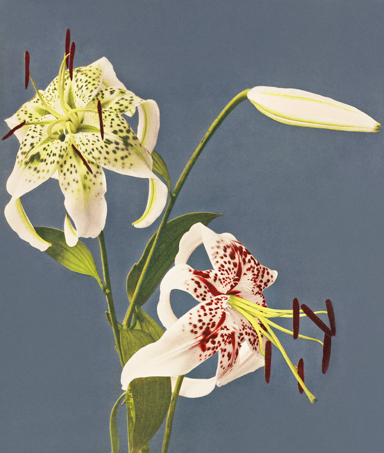 Lilies, 1897