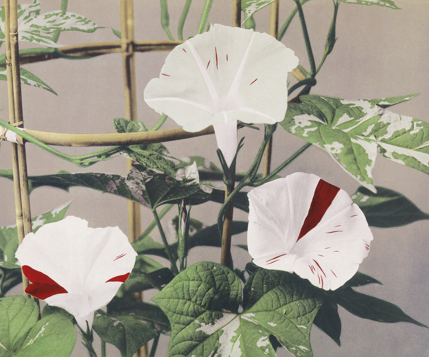 Striped Bindweed Flowers, c.late 20th century