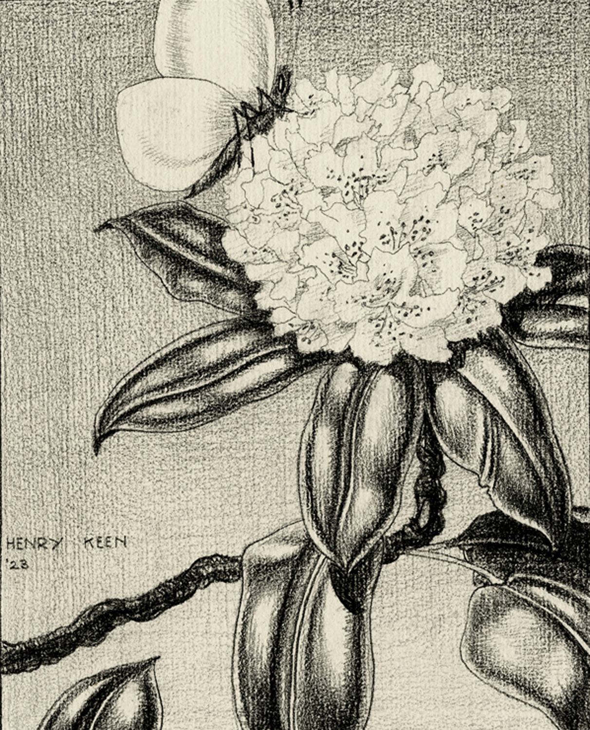 Butterfly on a Flower, 1928
