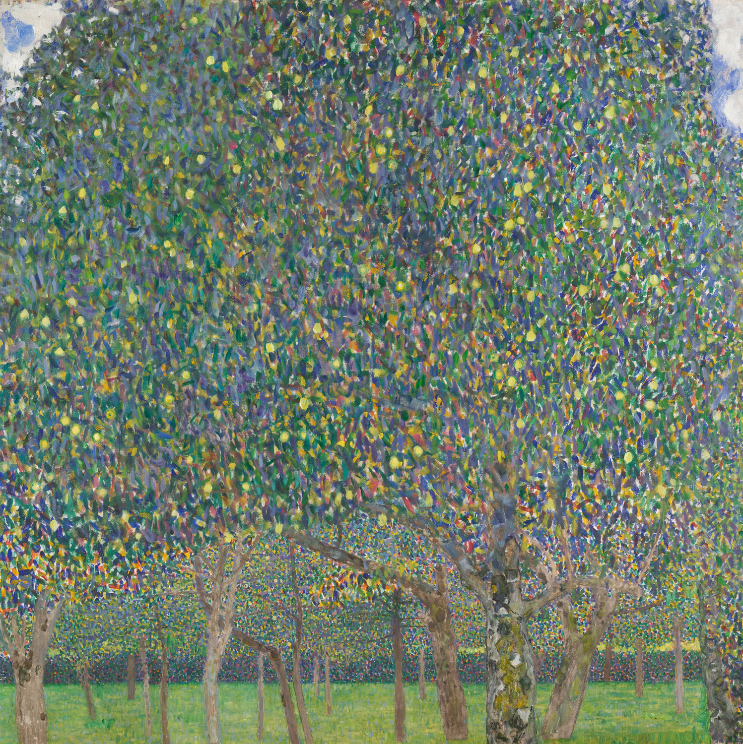 Pear Tree, 1903