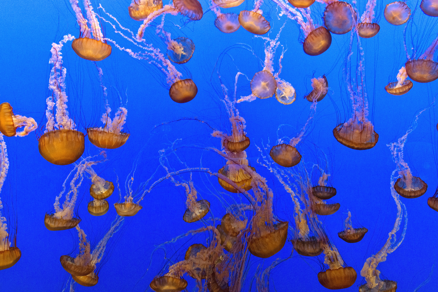 Jellyfish Aquarium