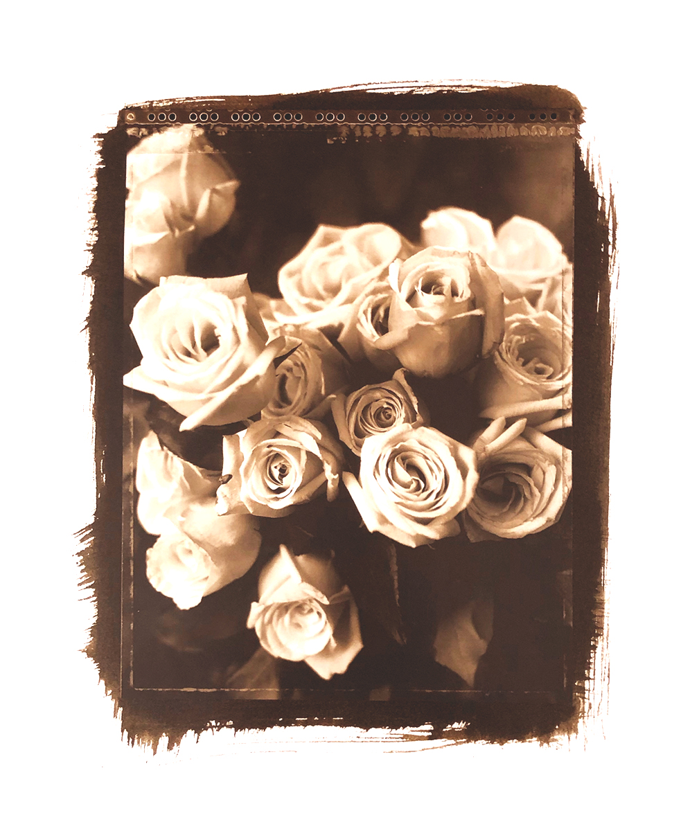 Rosa