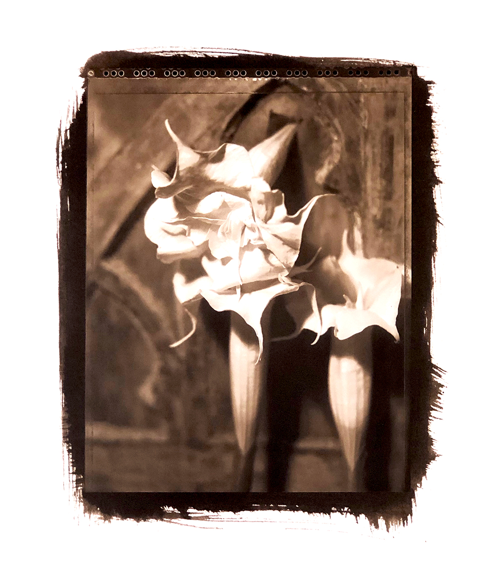 Datura
