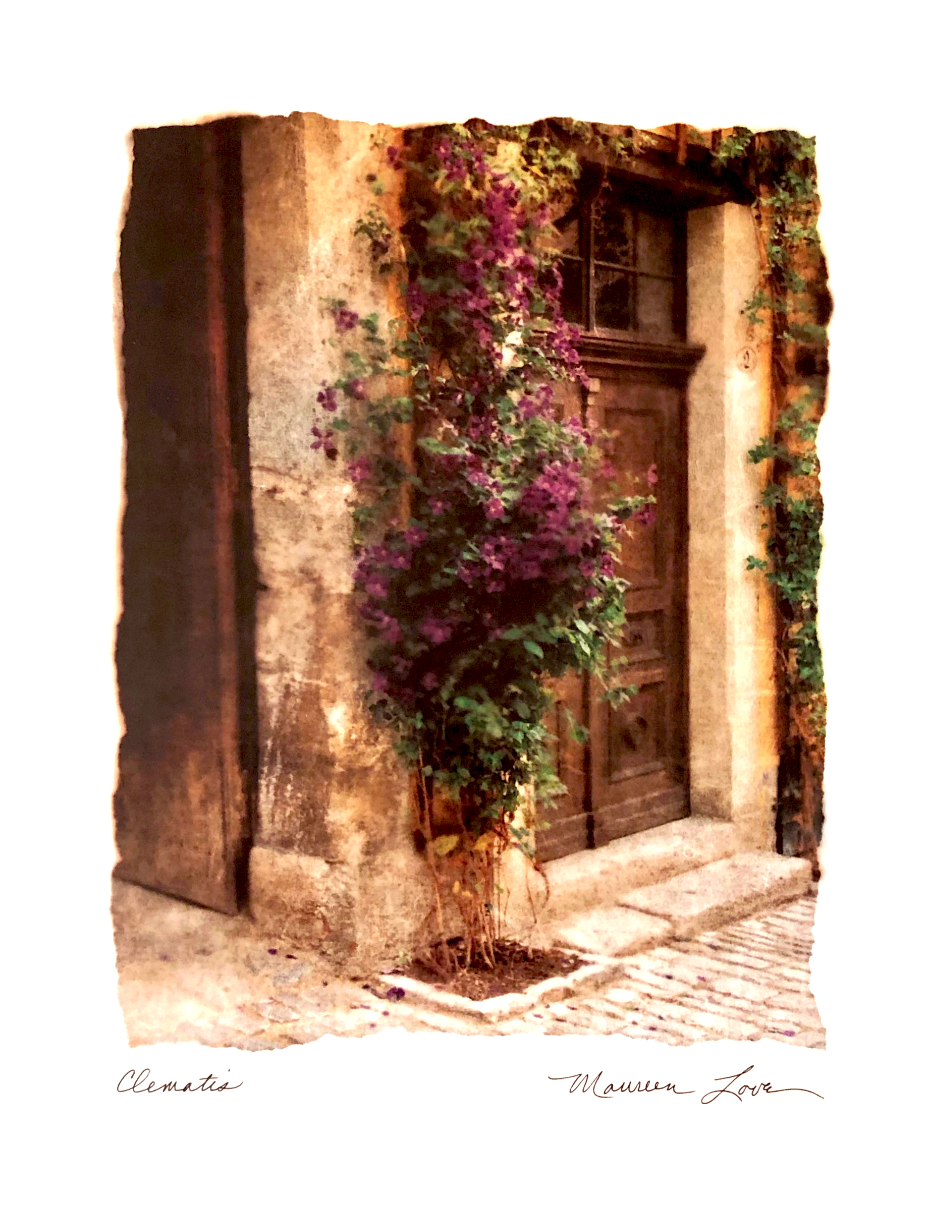 Clematis