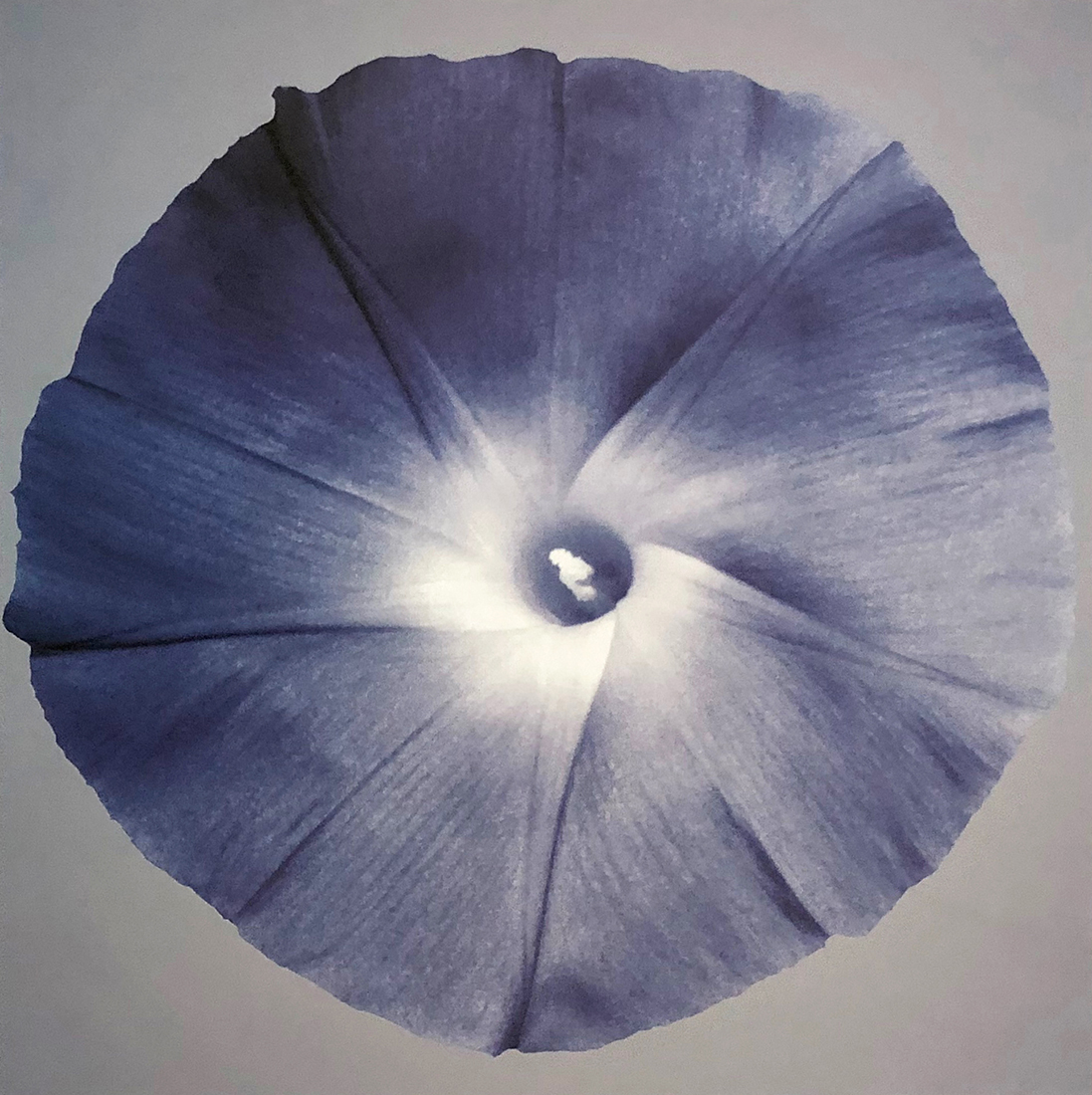 Oceana Floral I