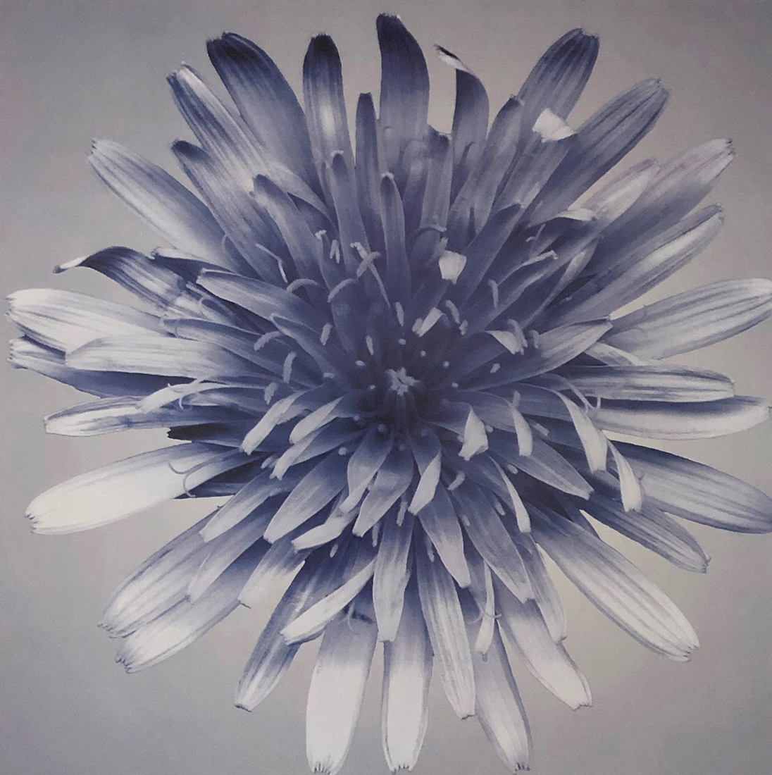 Oceana Floral III