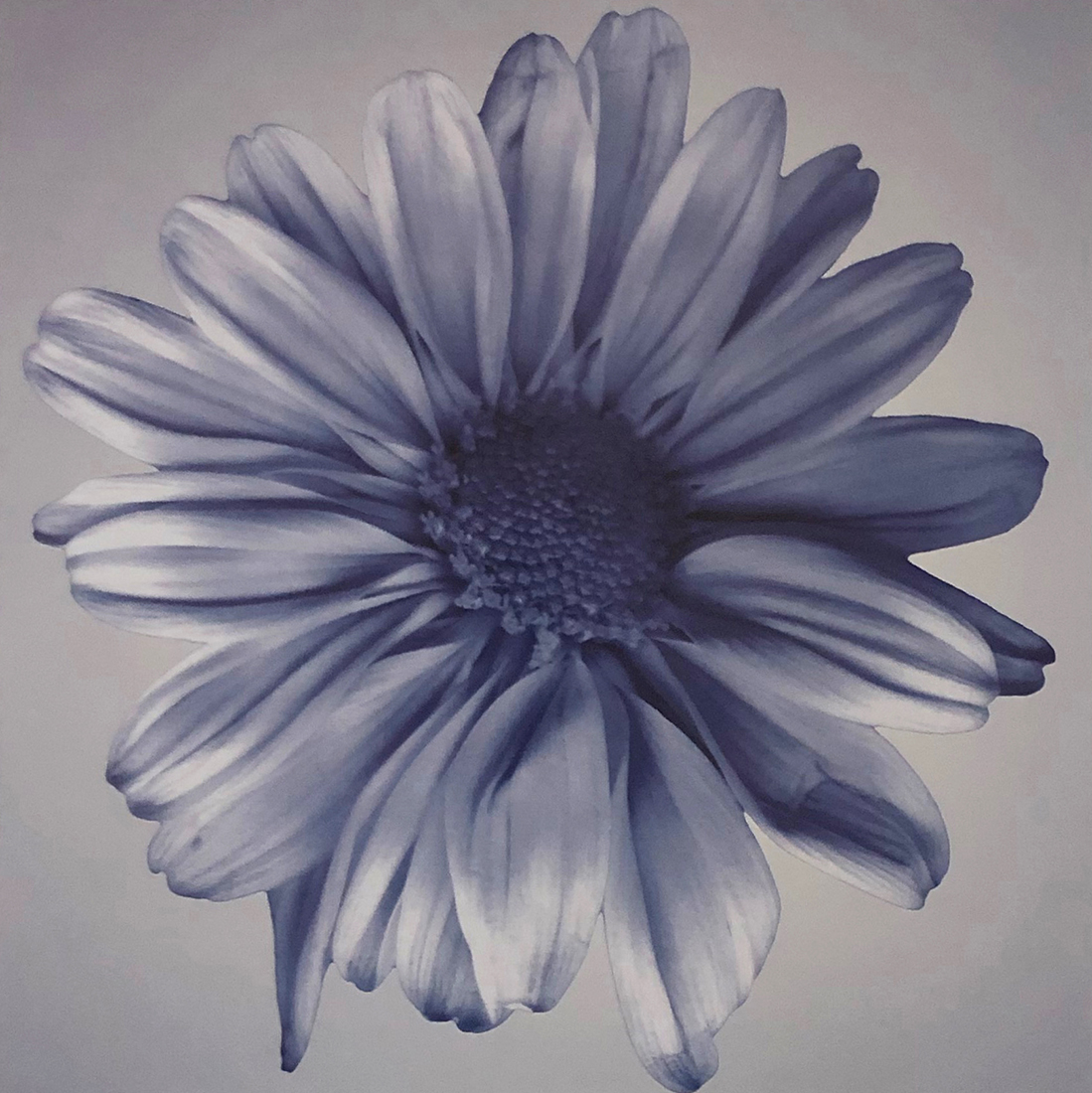 Oceana Floral IV