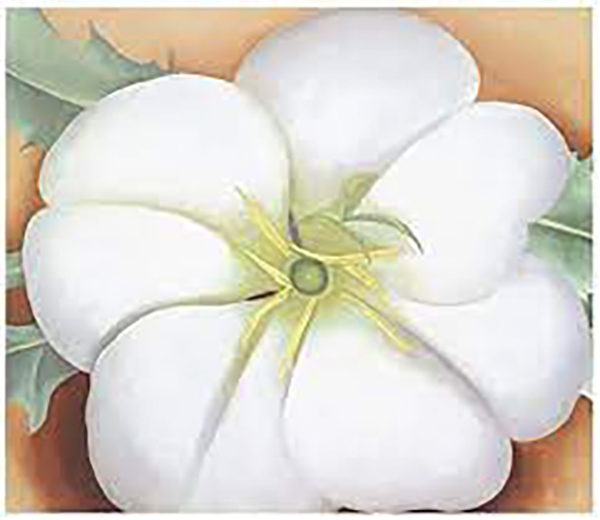 White Flower on Red Earth, No. 1, 1946