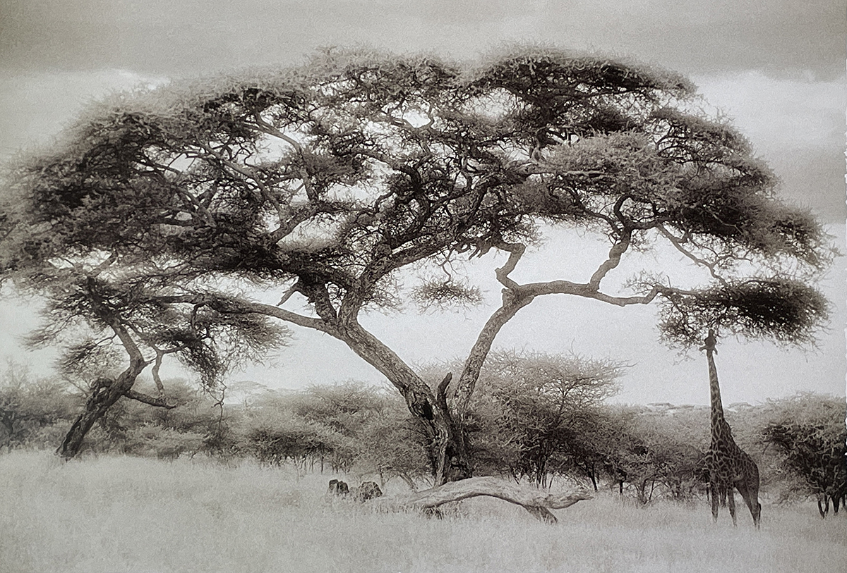 Serengeti II