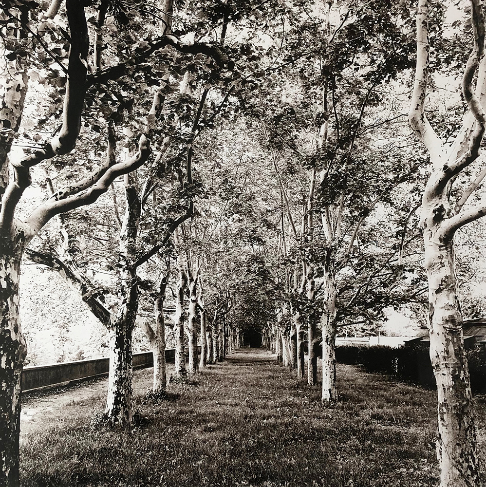 Tree Canopy