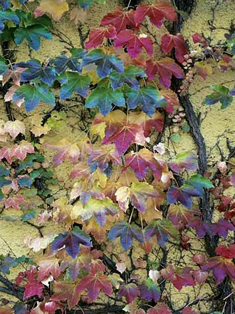 Vineyard Leaves II