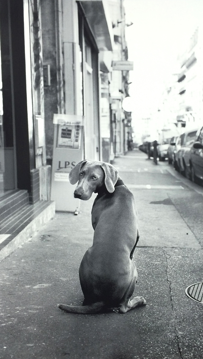 Dog Pari