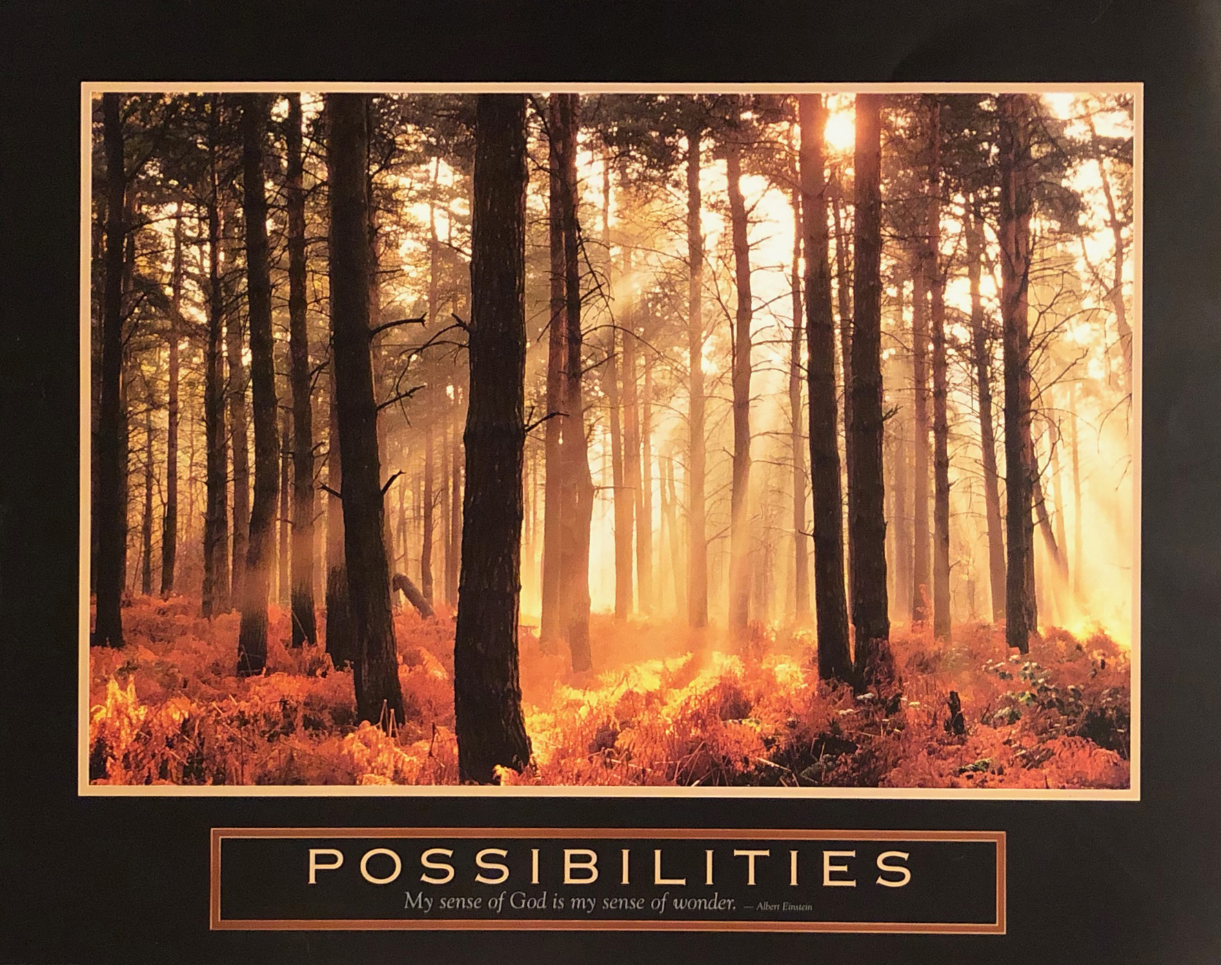 Possibilities - Sunlight in Trees