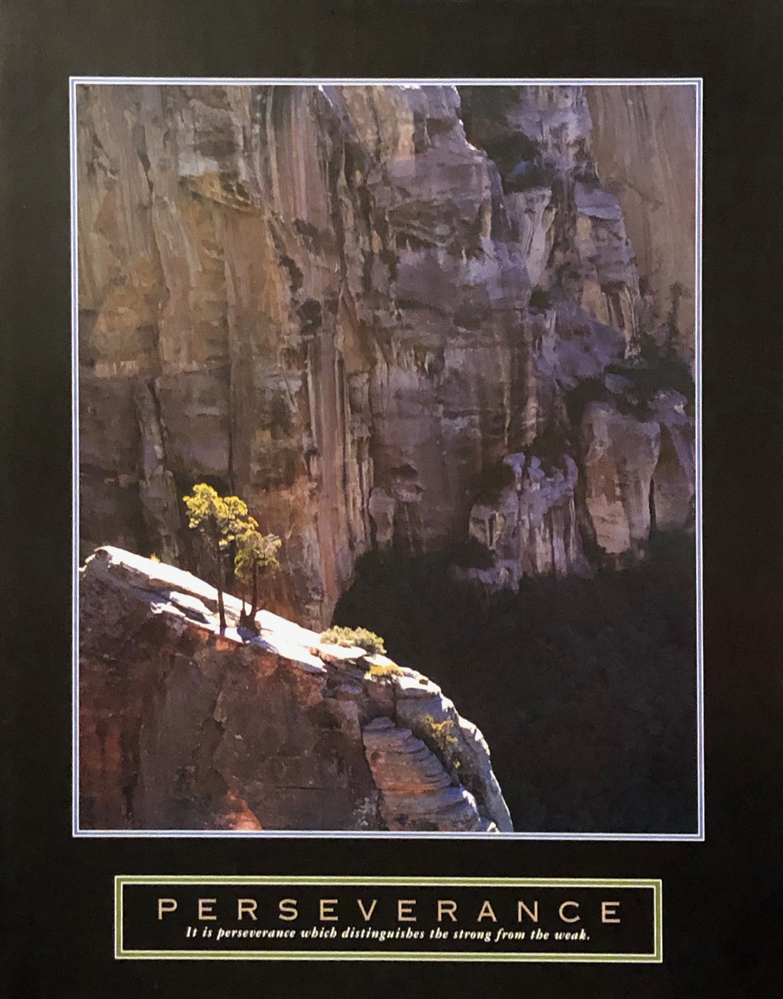 Perseverence - Lone Pinyon Tree