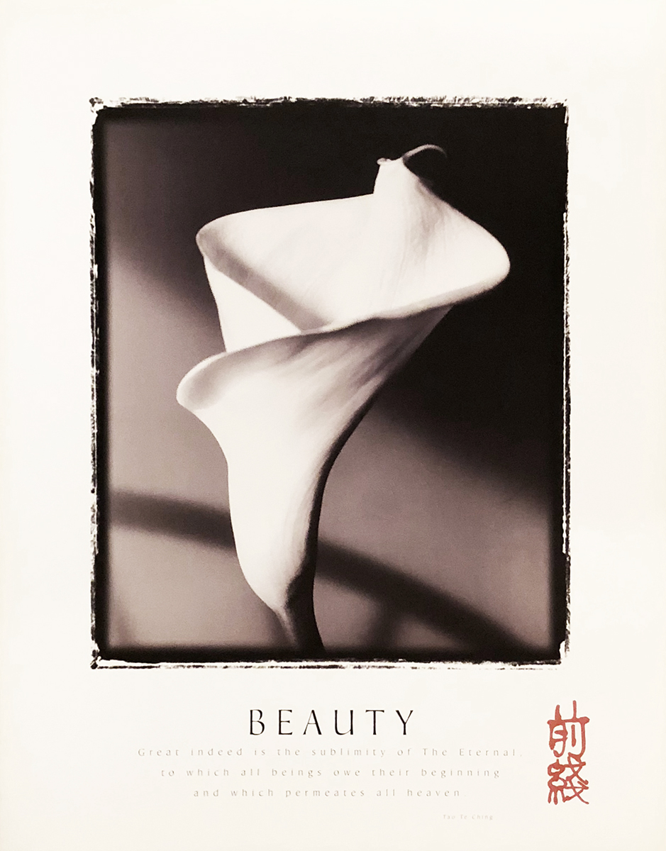 Beauty - Calla Lily