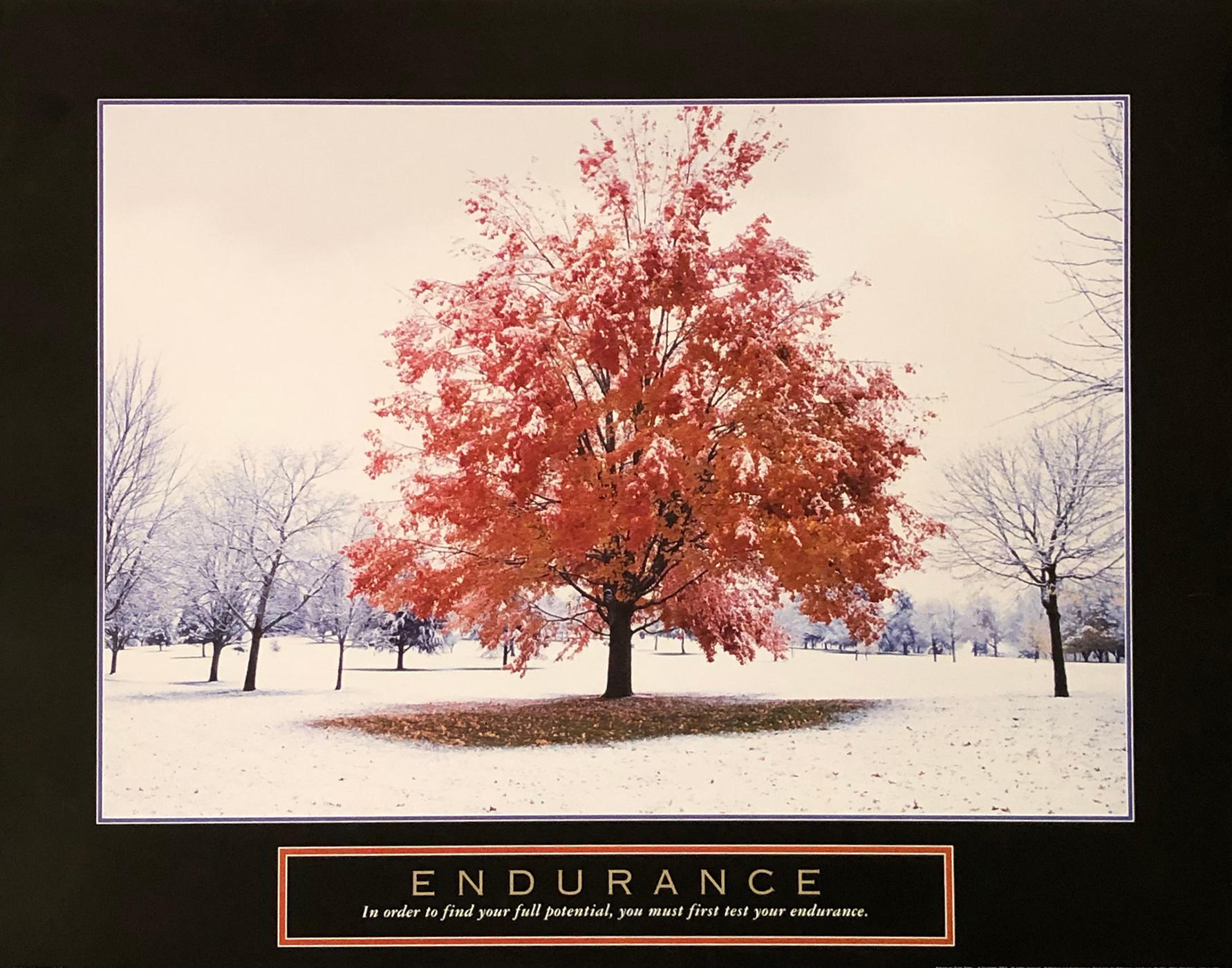 Endurance - Fall Tree