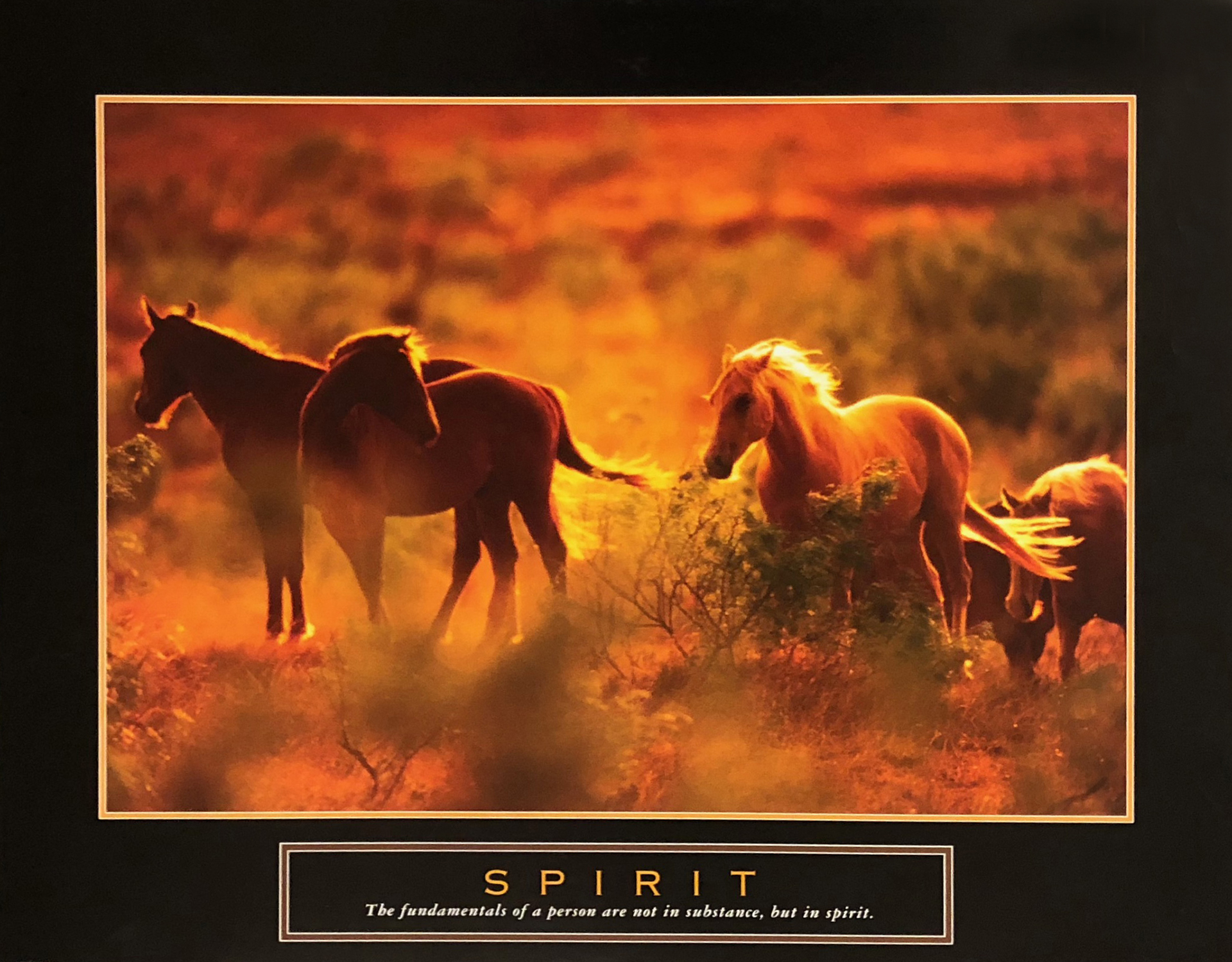 Spirit - Horses