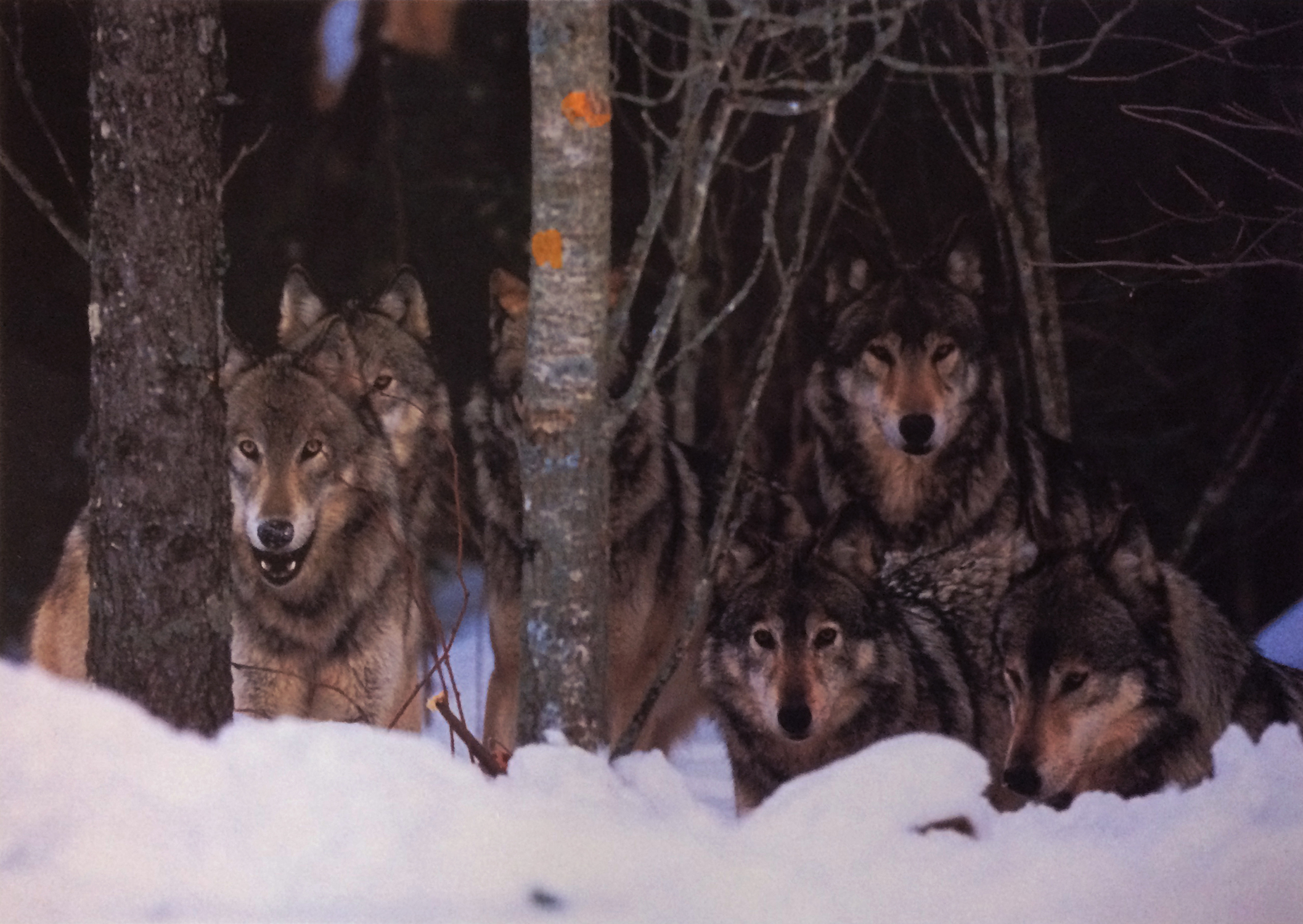 Wolf Pack, Boreal Forest