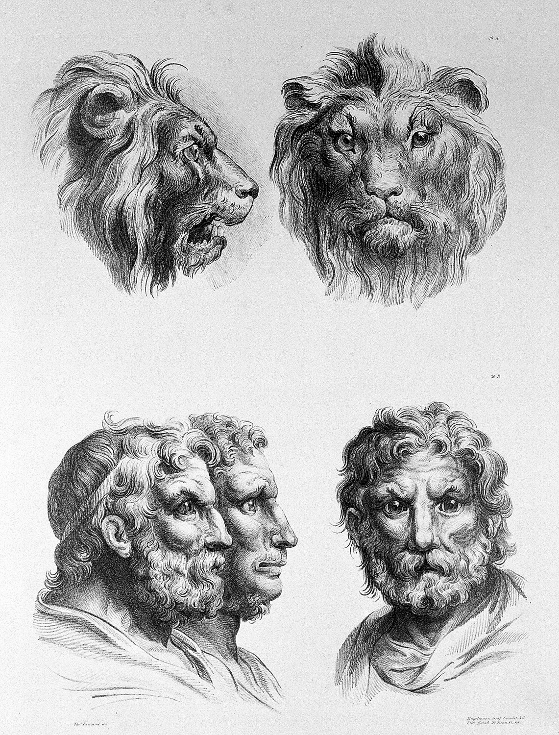 Physiognomic Heads Inspired by a Lion, c. 1670