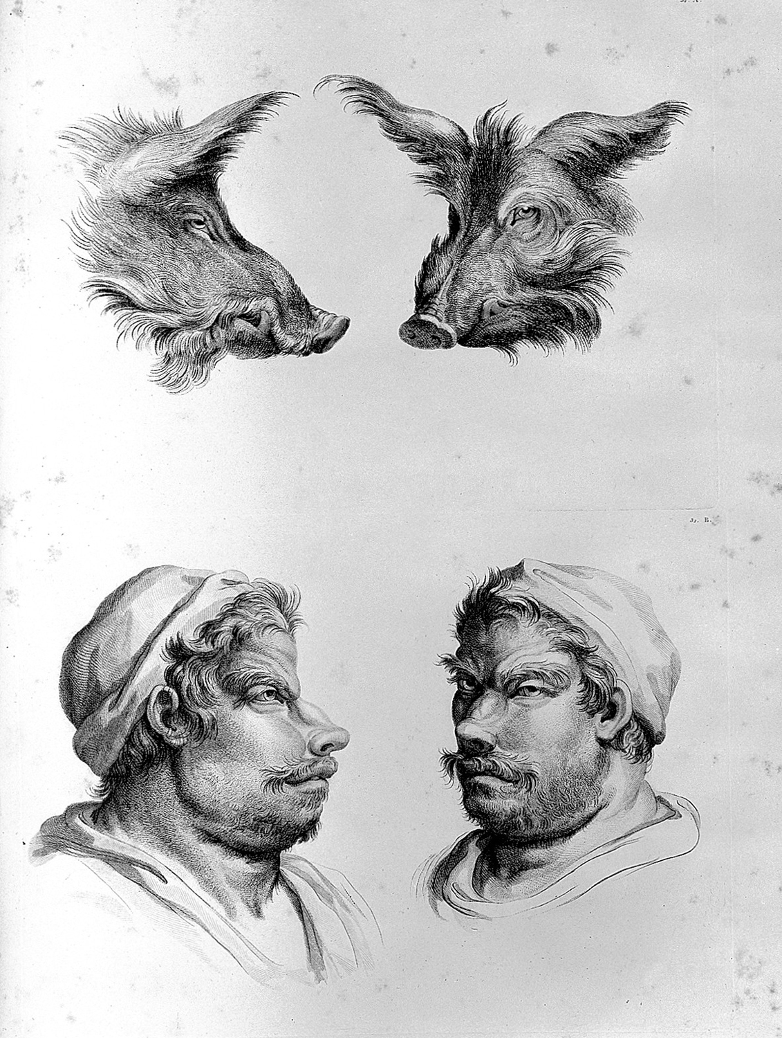 Physiognomic Heads Inspired by a Pig, c. 1670