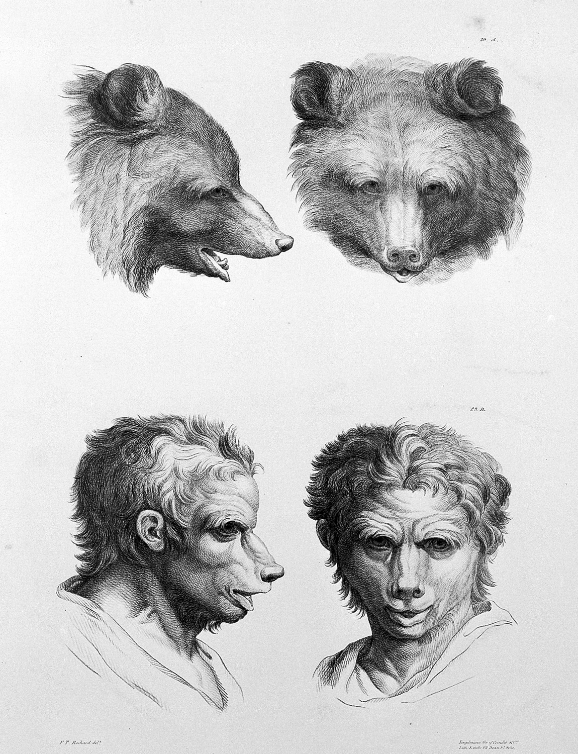 Physiognomic Heads Inspired by a Bear, c. 1670