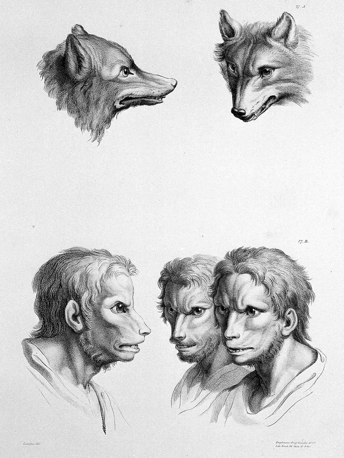 Physiognomic Heads Inspired by a Wolf, c. 1670