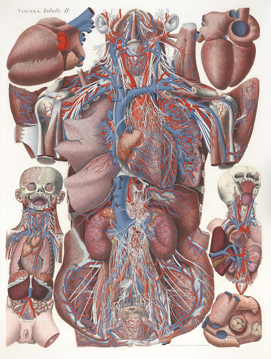 Human Viscera from Anatomia Universa, 1823-31