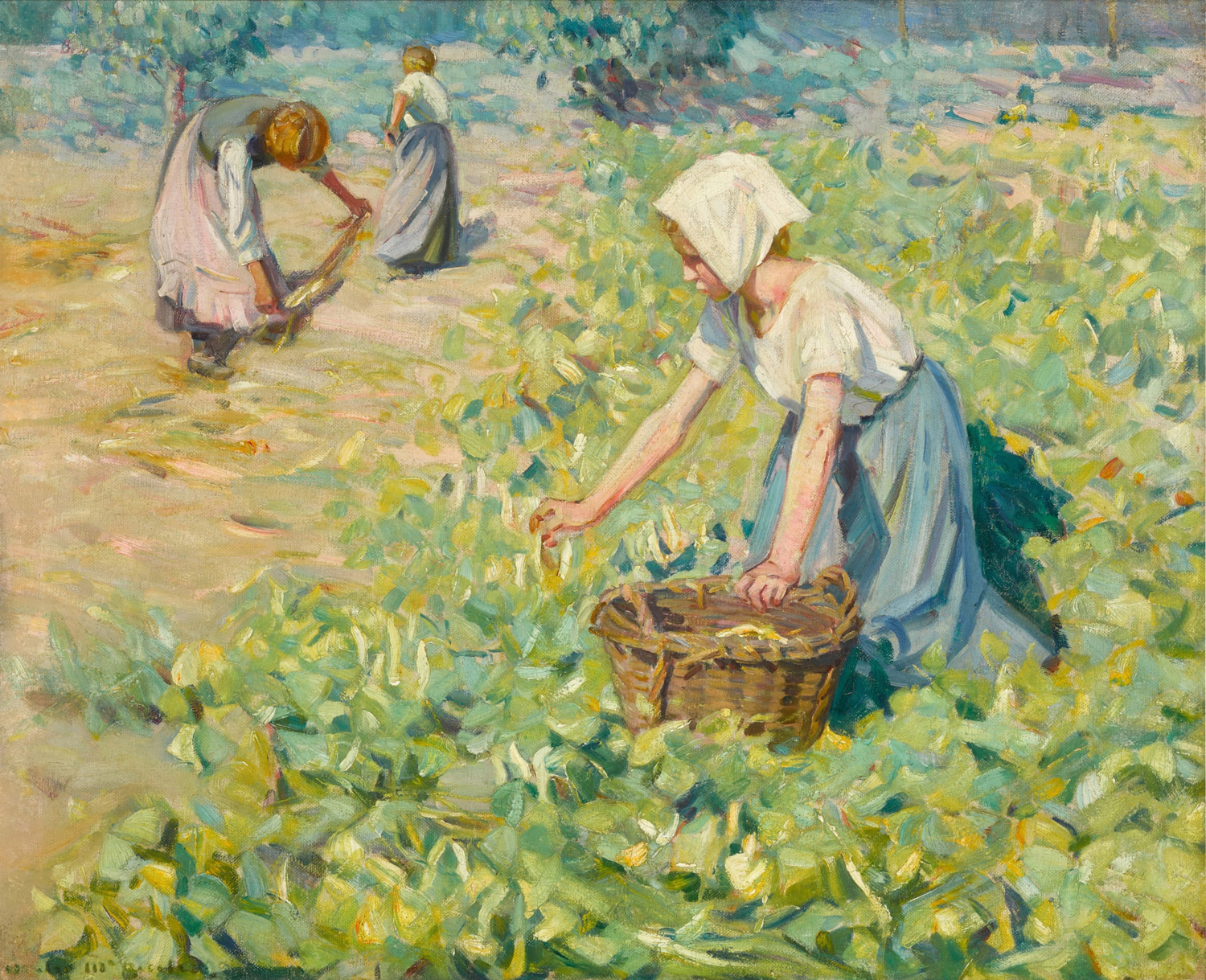 The Bean Harvest