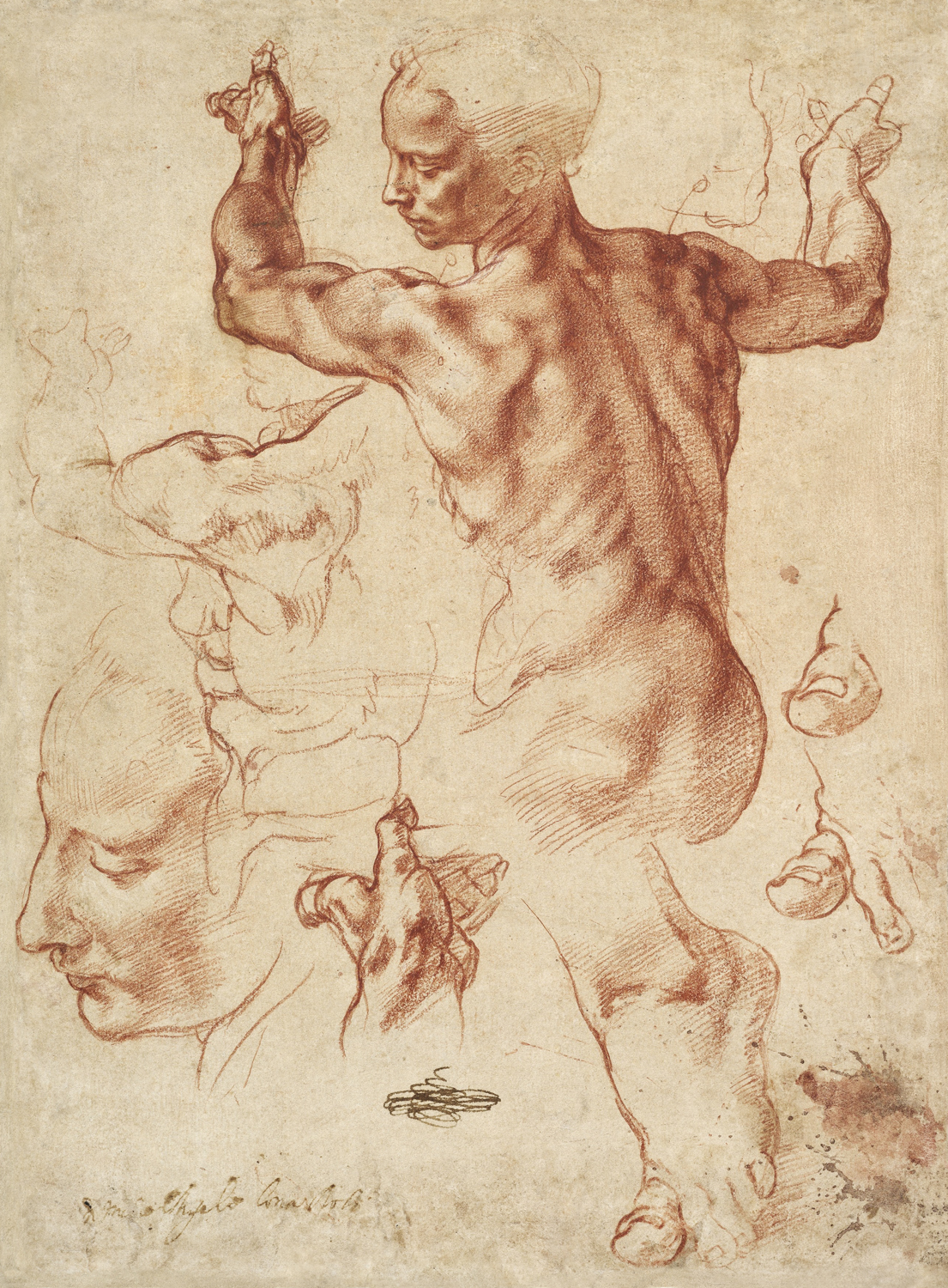 Studies for the Libyan Sibyl