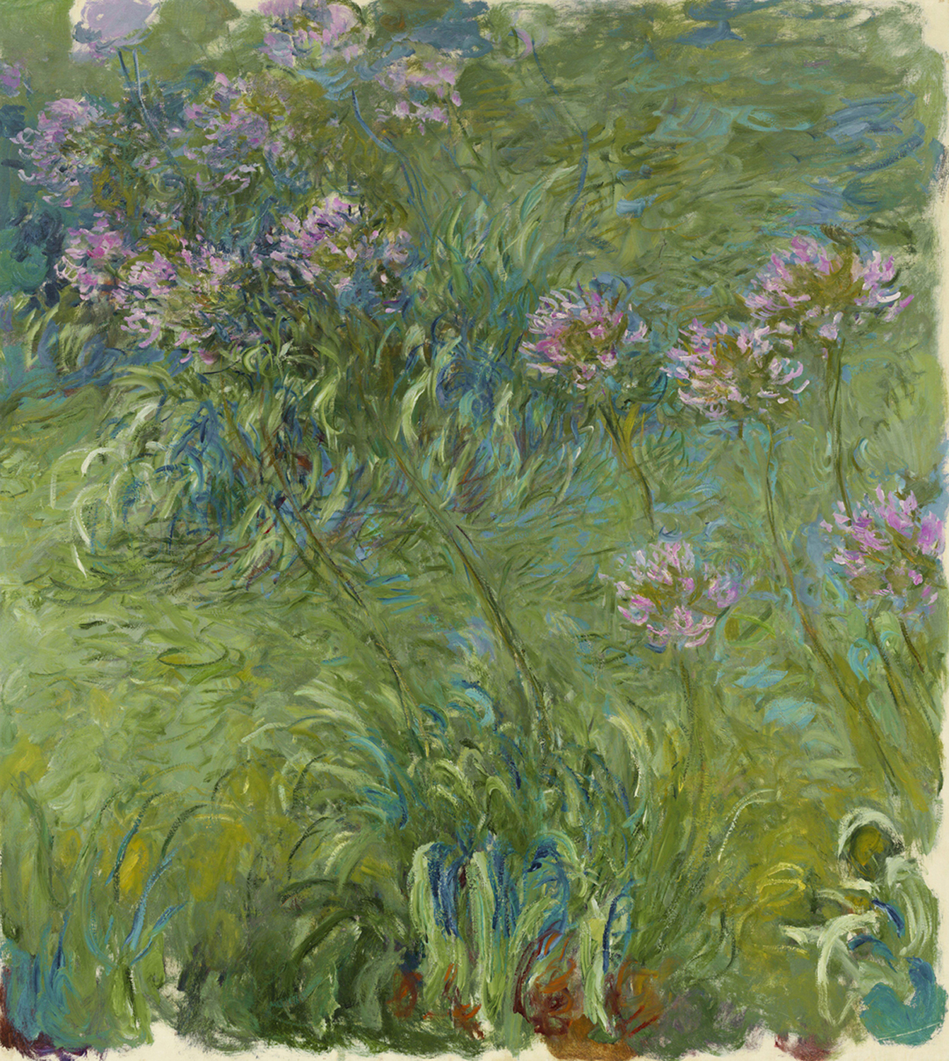 Agapanthus, 1910